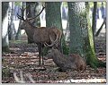 JMS-cerf au repos